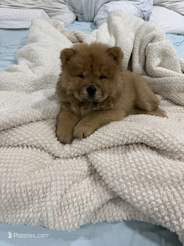 Kira – Chow Chow puppy for sale in Boynton Beach, FL