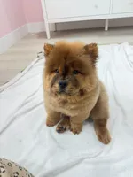 Bella, a female Chow Chow for sale in Boynton Beach, FL – 6 of 9
