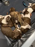 unnamed, a female American Pit Bull Terrier for sale in Stone Mountain, GA – 2 of 2
