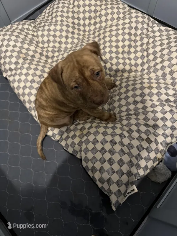 unnamed – American Pit Bull Terrier puppy for sale in Stone Mountain, GA