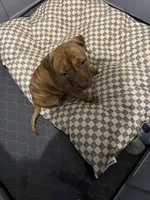 unnamed, a female American Pit Bull Terrier for sale in Stone Mountain, GA – 1 of 2