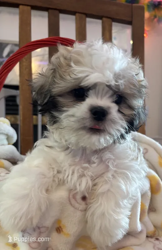 Rusty – Shih Tzu puppy for sale in Yorktown, VA