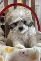 Rusty, a male Shih Tzu for sale in Yorktown, VA – Photo 2 of 3