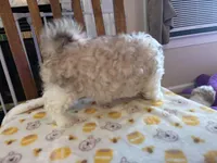 Rusty, a male Shih Tzu for sale in Yorktown, VA – Photo 3 of 3