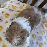 Flame, a male Shih Tzu for sale in Yorktown, VA – Photo 3 of 3