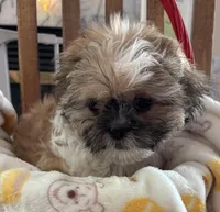 Flame, a male Shih Tzu for sale in Yorktown, VA – Photo 1 of 3