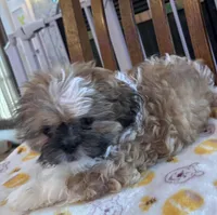 Flame, a male Shih Tzu for sale in Yorktown, VA – Photo 2 of 3