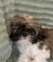 Bentley, a male Shih Tzu for sale in Yorktown, VA – Photo 1 of 2