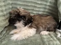 Bentley, a male Shih Tzu for sale in Yorktown, VA – Photo 2 of 2