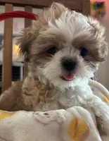 Sage, a male Shih Tzu for sale in Yorktown, VA – Photo 3 of 3