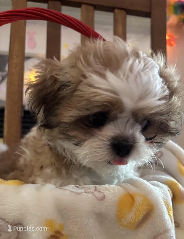 Sage – Shih Tzu puppy for sale in Yorktown, VA