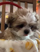 Sage, a male Shih Tzu for sale in Yorktown, VA – Photo 1 of 3