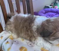 Sage, a male Shih Tzu for sale in Yorktown, VA – Photo 2 of 3