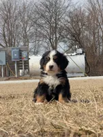 Purple, a female Bernese Mountain Dog for sale in Paxton, IL – Photo 2 of 2