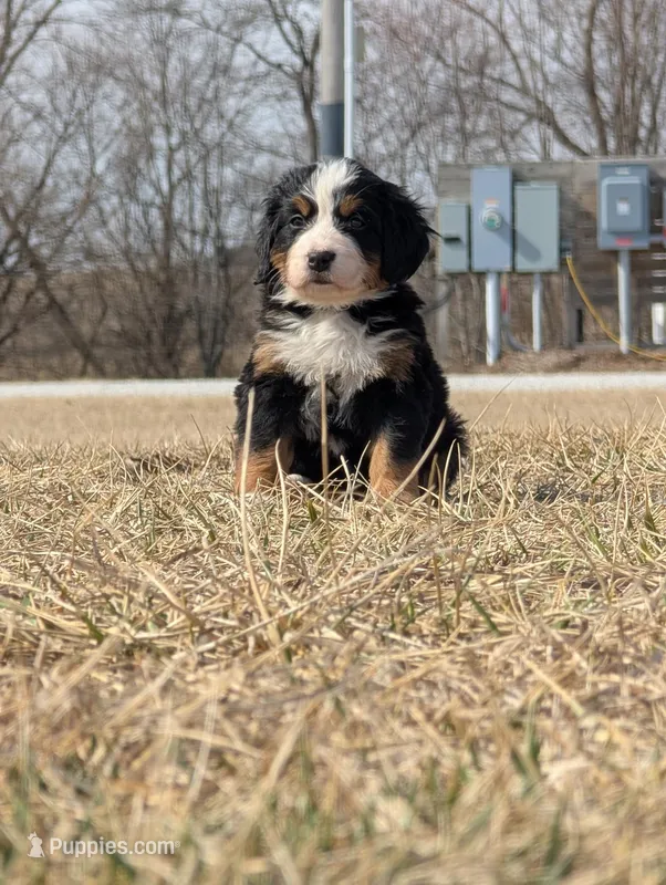 Purple, a female Bernese Mountain Dog for sale in Paxton, IL – Photo 1 of 2