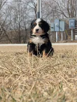Purple, a female Bernese Mountain Dog for sale in Paxton, IL – Photo 1 of 2