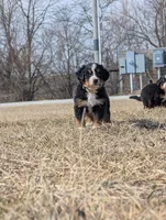 Yellow, a female Bernese Mountain Dog for sale in Paxton, IL – Photo 1 of 2