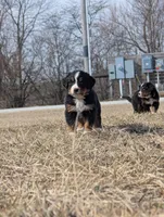 Yellow, a female Bernese Mountain Dog for sale in Paxton, IL – Photo 2 of 2