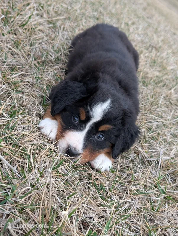 Yellow – Bernese Mountain Dog puppy for sale in Paxton, IL