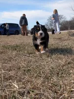 Pink, a female Bernese Mountain Dog for sale in Paxton, IL – Photo 1 of 2