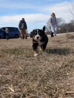 Pink, a female Bernese Mountain Dog for sale in Paxton, IL – Photo 2 of 2