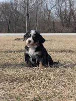 Blue, a male Bernese Mountain Dog for sale in Paxton, IL – Photo 2 of 2