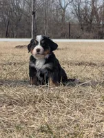 Blue, a male Bernese Mountain Dog for sale in Paxton, IL – Photo 1 of 2