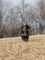 Black, a male Bernese Mountain Dog for sale in Paxton, IL – Photo 3 of 3