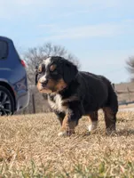 Black, a male Bernese Mountain Dog for sale in Paxton, IL – Photo 1 of 3