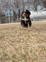 Black, a male Bernese Mountain Dog for sale in Paxton, IL – Photo 2 of 3