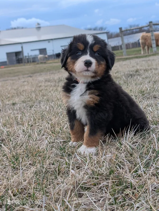 Cream – Bernese Mountain Dog puppy for sale in Paxton, IL
