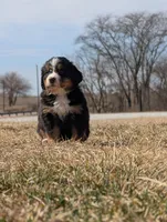 Cream, a female Bernese Mountain Dog for sale in Paxton, IL – Photo 2 of 3