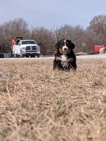 Light Blue, a female Bernese Mountain Dog for sale in Paxton, IL – Photo 2 of 2