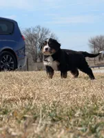 Light Blue, a female Bernese Mountain Dog for sale in Paxton, IL – Photo 1 of 2