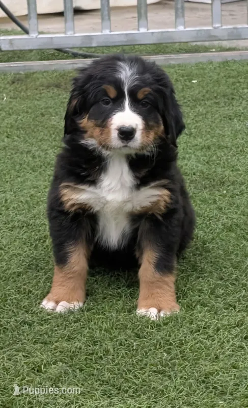 Light Blue – Bernese Mountain Dog puppy for sale in Paxton, IL