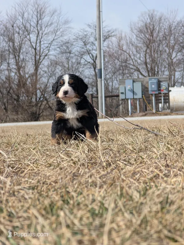 Lime green, a male Bernese Mountain Dog for sale in Paxton, IL – Photo 1 of 2
