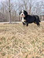 Lime green, a male Bernese Mountain Dog for sale in Paxton, IL – Photo 2 of 2