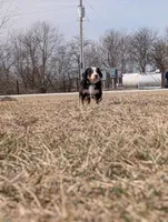 Green, a male Bernese Mountain Dog for sale in Paxton, IL – Photo 3 of 3