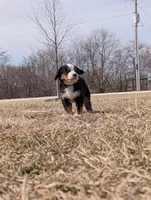 Green, a male Bernese Mountain Dog for sale in Paxton, IL – Photo 1 of 3