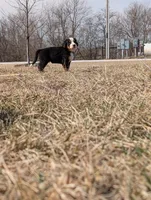 Green, a male Bernese Mountain Dog for sale in Paxton, IL – Photo 2 of 3