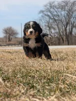 Orange, a female Bernese Mountain Dog for sale in Paxton, IL – Photo 1 of 3
