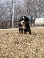 Orange, a female Bernese Mountain Dog for sale in Paxton, IL – Photo 3 of 3