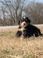 Orange, a female Bernese Mountain Dog for sale in Paxton, IL – Photo 2 of 3