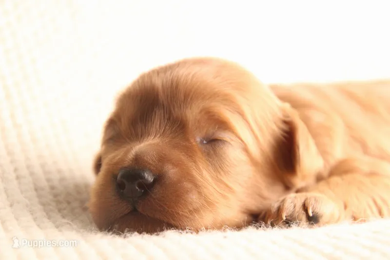 Dude  – Cavapoo puppy for sale in Neosho, MO