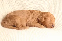 Jake, a male Cavapoo for sale in Neosho, MO – 2 of 2