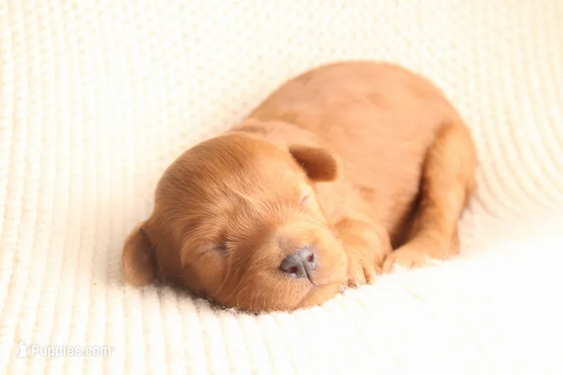 Daisy  – Cavapoo puppy for sale in Neosho, MO
