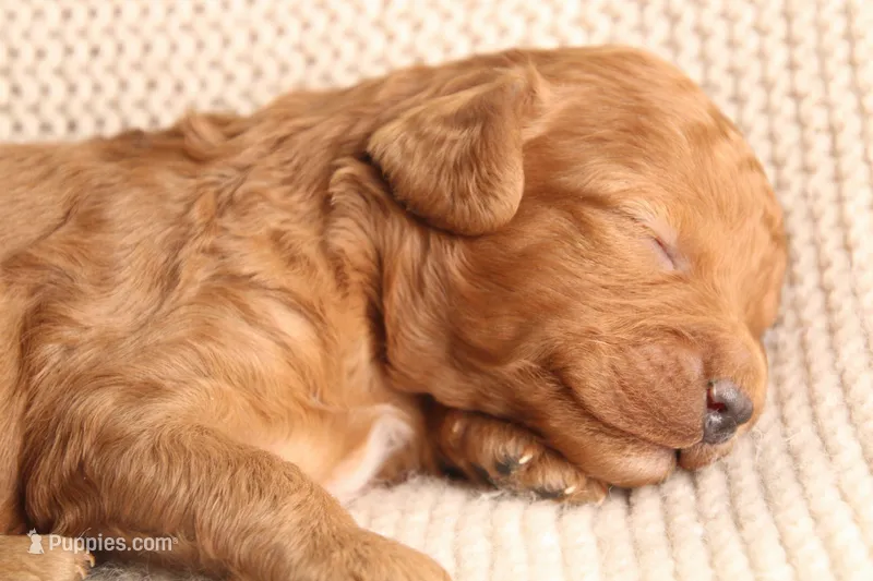 Jake – Cavapoo puppy for sale in Neosho, MO