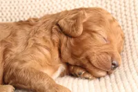 Jake, a male Cavapoo for sale in Neosho, MO – 1 of 2