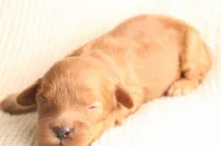 Rose, a female Cavapoo for sale in Neosho, MO – 1 of 1