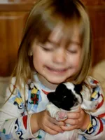 AKC DAISY, a female Shih Tzu for sale in Jacksonville, FL – Photo 6 of 7